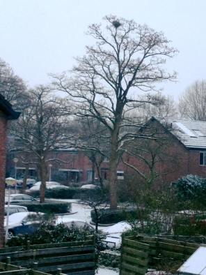 15895209_158789851273755_8935468255152030846_n